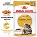 Royal Canin Maine Coon Adult Кусочки паштета в соусе для взрослых кошек Мейн-кун – интернет-магазин Ле’Муррр
