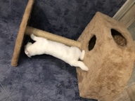 Пользовательская фотография №1 к отзыву на Иванки Домик угловой со столбиком для кошек, джут