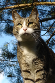 Пользовательская фотография №1 к отзыву на Stuzzy Cat Кусочки паштета в соусе для взрослых кастрированных котов и стерилизованных кошек (с индейкой)
