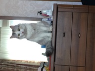 Пользовательская фотография №1 к отзыву на Schesir Кусочки филе в натуральном мягком желе для взрослых кошек (с тунцом и дорадо)